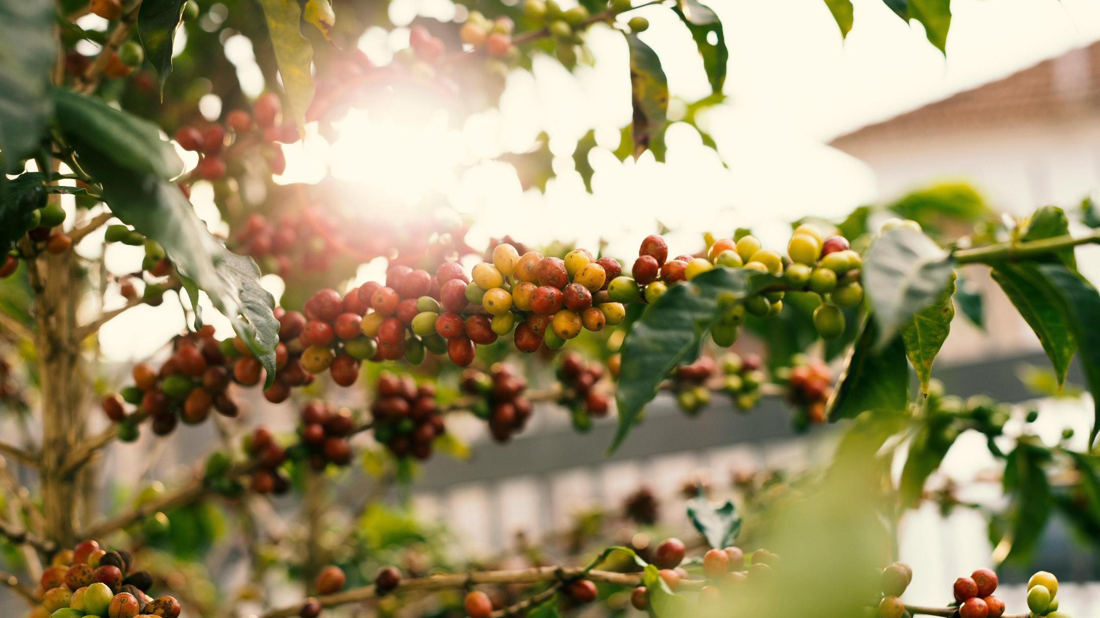 How to Choose the Right Coffee Beans: Simple Buying Guide