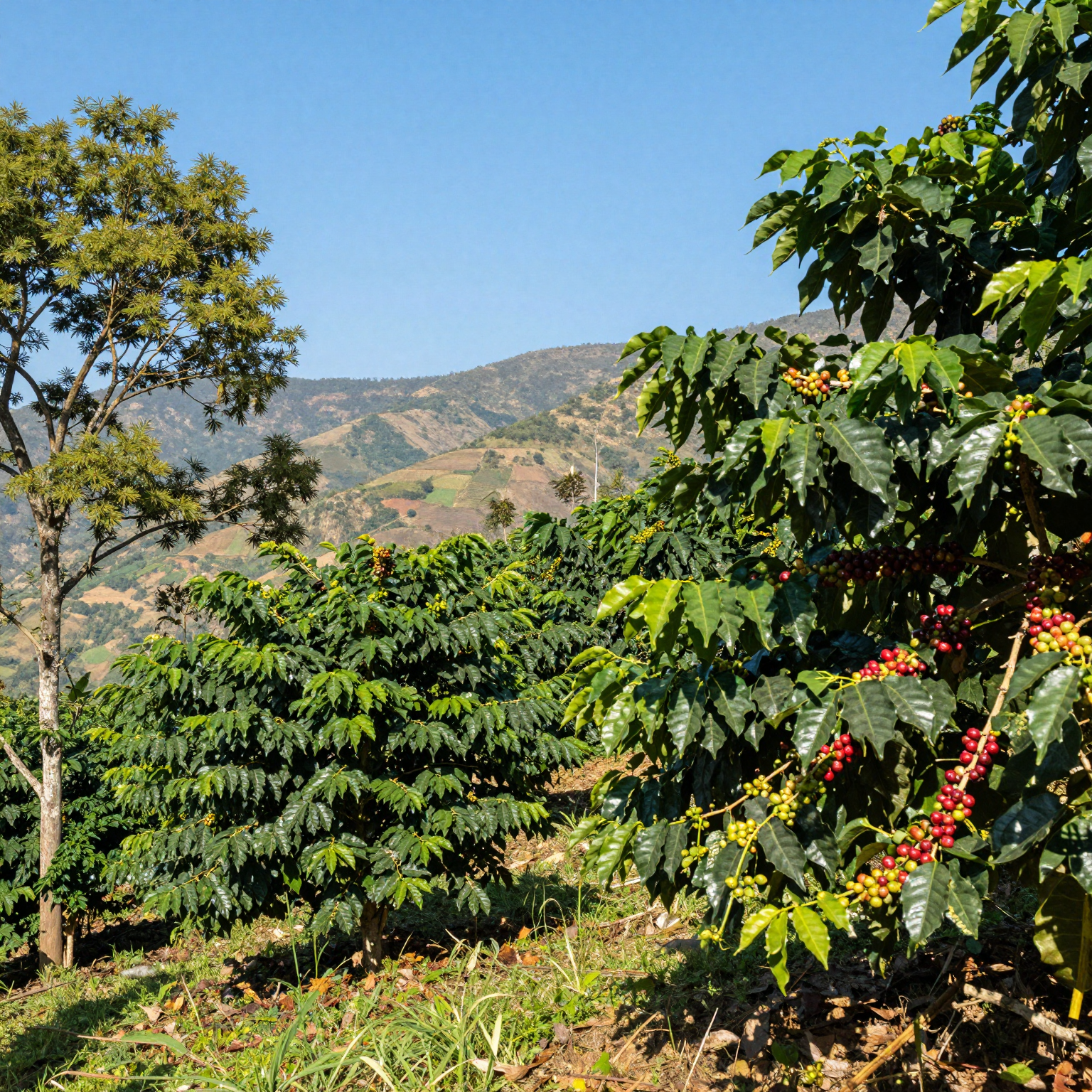 Arabica Coffee Cultivation